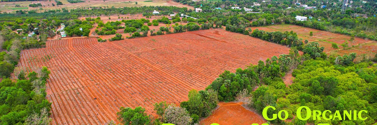 red soil mango farms cover
